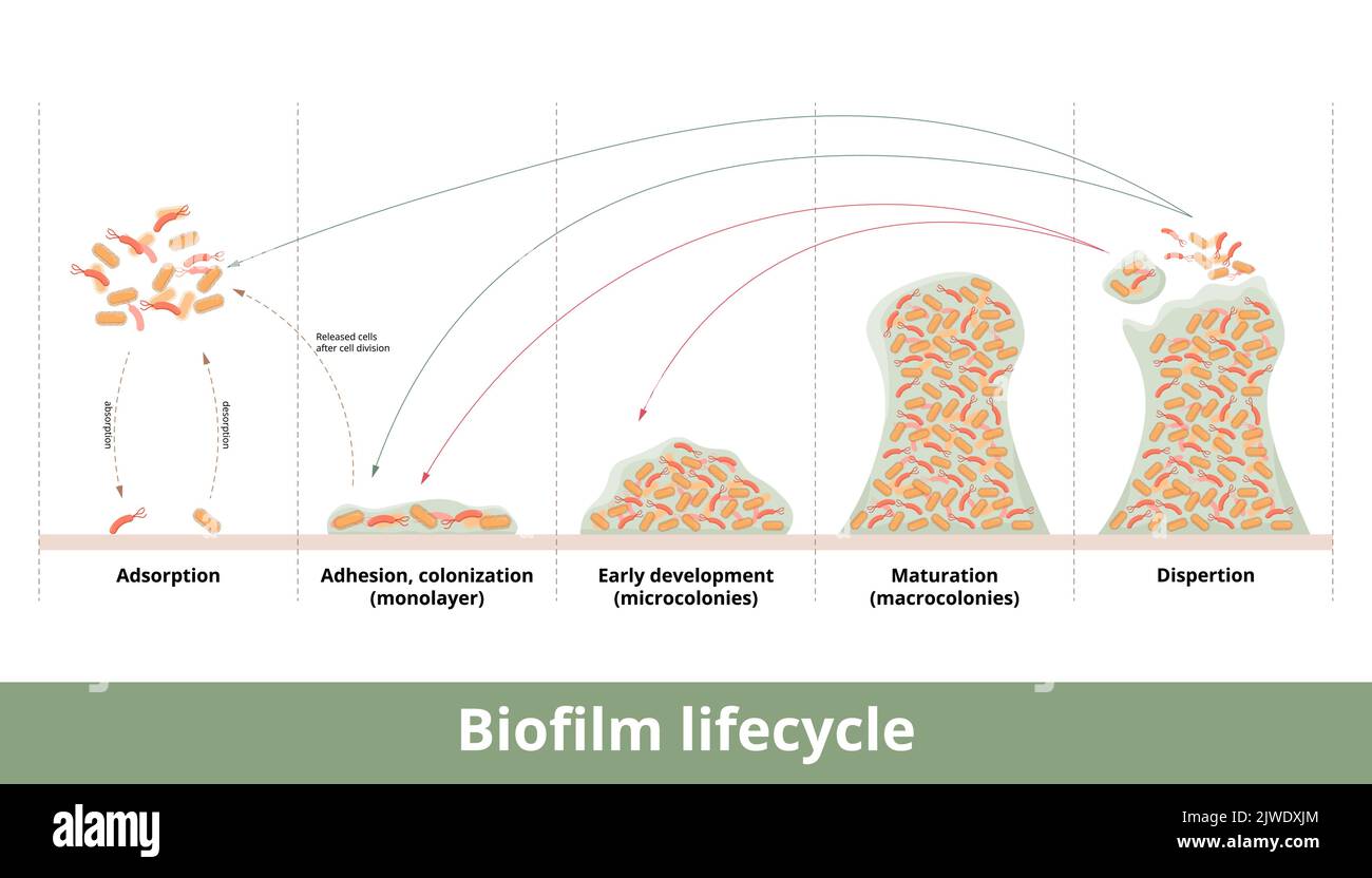 Formazione di biofilm. Processo di formazione di biofilm con meccanica del suo sviluppo e crescita. Le fasi includono primo contatto, forte adesione, formazione Illustrazione Vettoriale