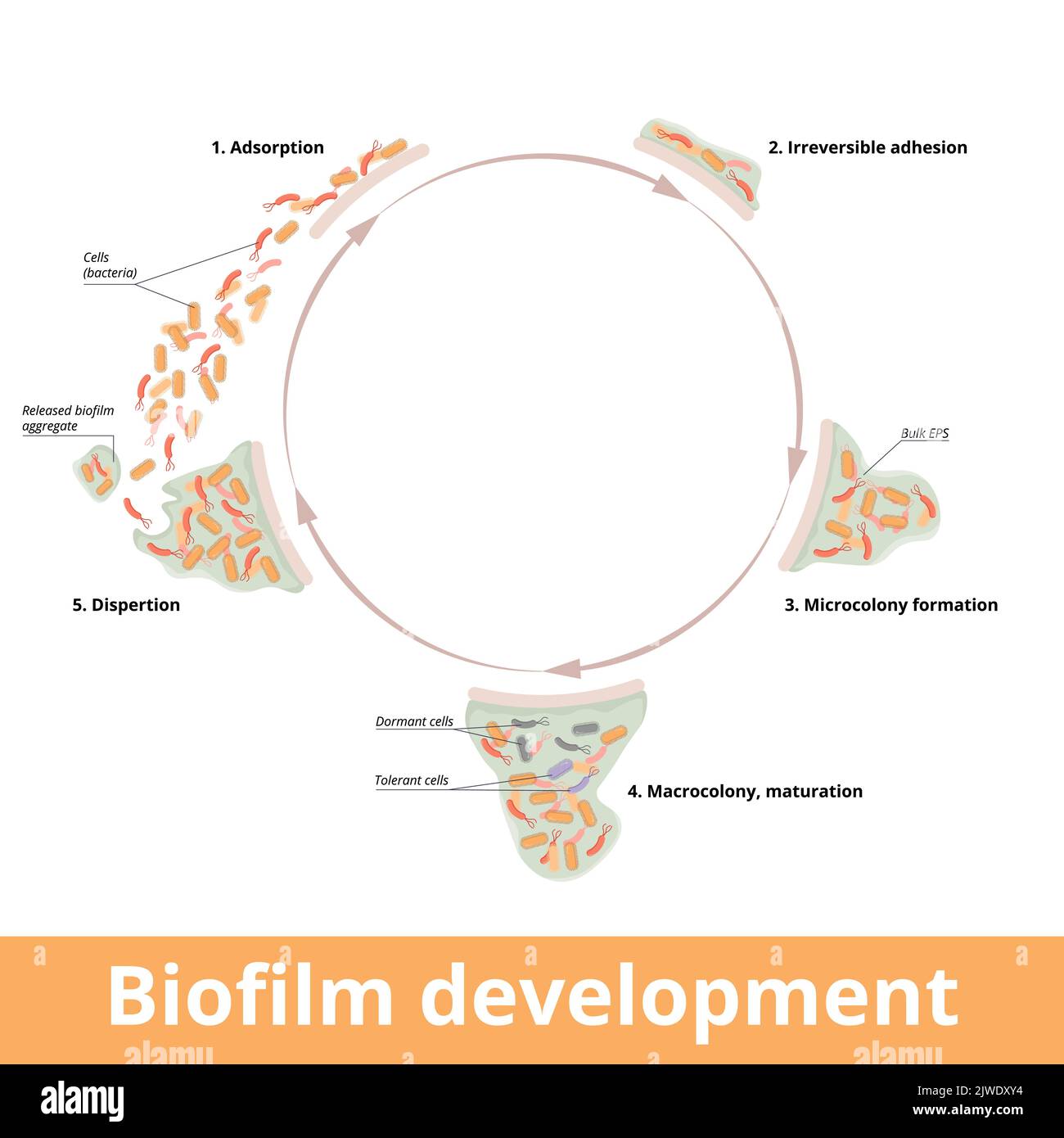 Sviluppo di biofilm. Diagramma ciclico che mostra le fasi principali dello sviluppo di biofilm e i suoi principali elementi strutturali: EPS in massa, cellule, cellule dormienti Illustrazione Vettoriale