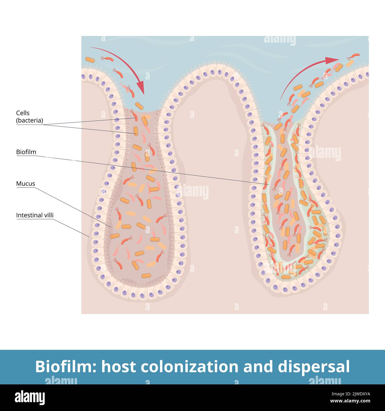 Biofilm: Colonizzazione e dispersione dell'ospite. Processo di colonizzazione dei batteri, formazione di biofilm e dispersione su un piccolo frammento intestinale Illustrazione Vettoriale
