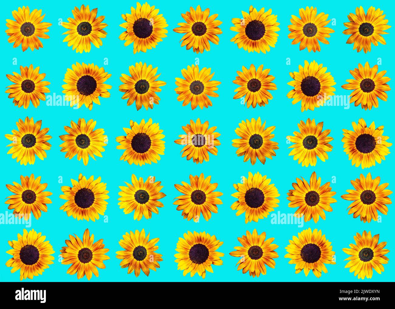 Motivo di girasoli diversi su sfondo turchese Foto Stock