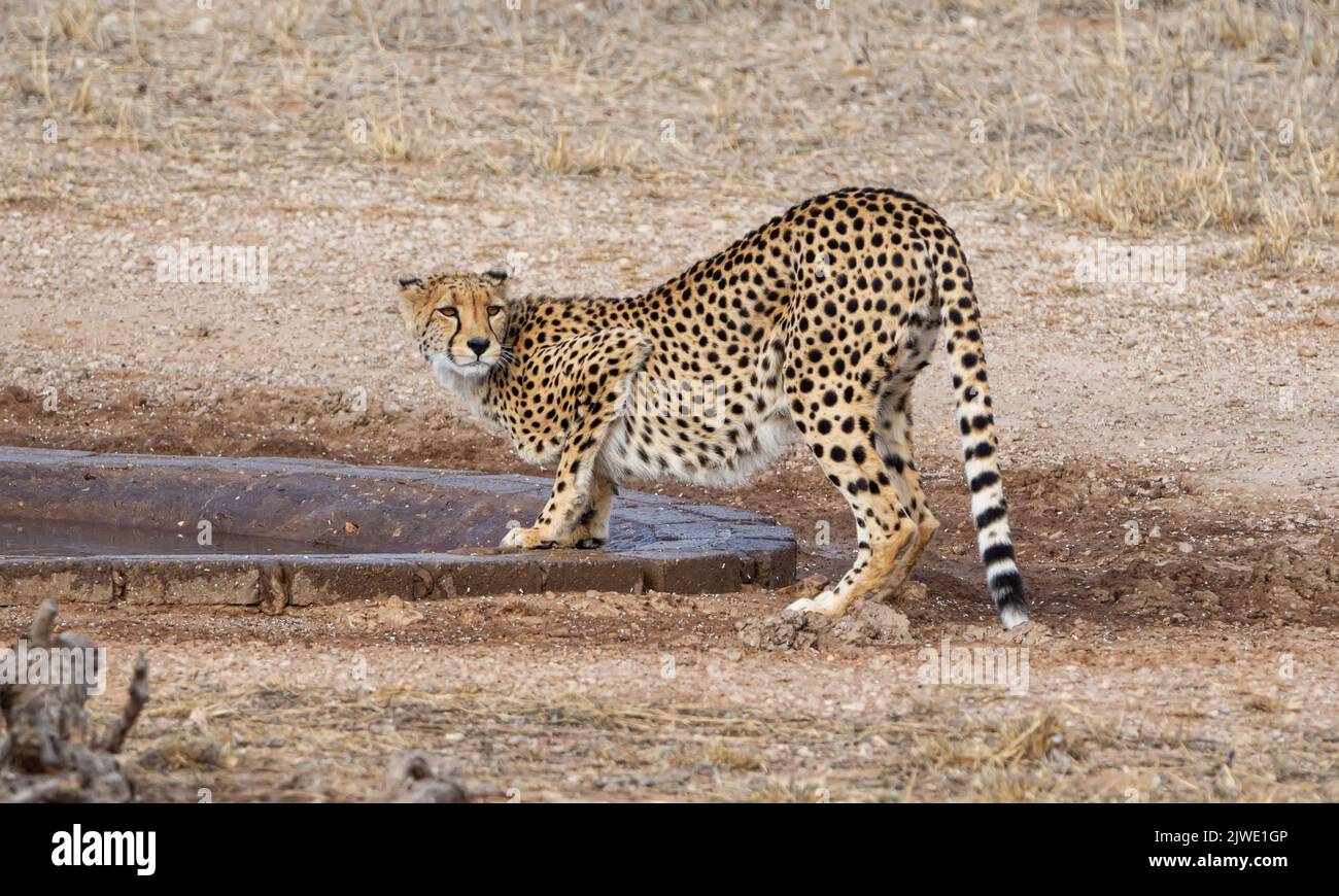 Un Cheetah nella savana di Kalahari Foto Stock