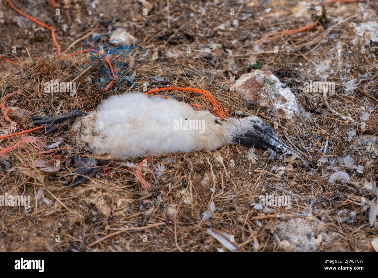 Gannets Settentrionali (Morus bassanus) sulla scogliera di Helgoland, isola d'alto mare di Helgoland, nido di uccelli marini, Mare del Nord, Schleswig-Holstein, Germania Settentrionale Foto Stock