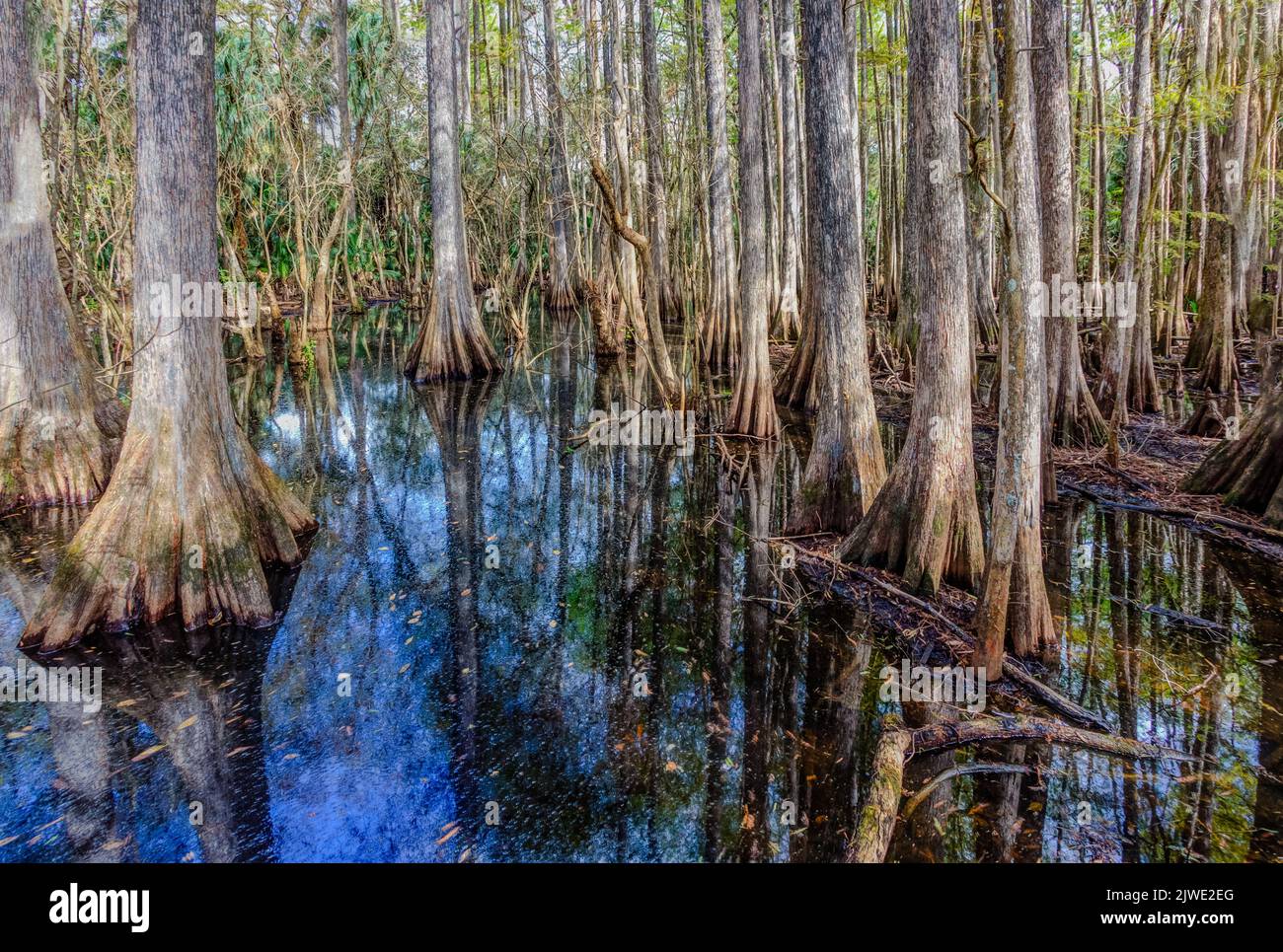 Splendidi cipressi si riflettono nell'acqua delle Everglades Foto Stock