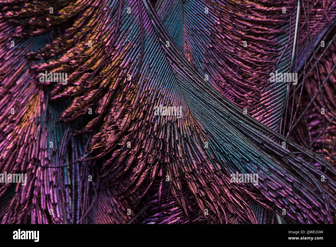Bella e colorata piume di uccello primo piano linee astratte modello struttura naturale sfondo immagine concetto, bella brillante colore contrasto immagine. Foto Stock