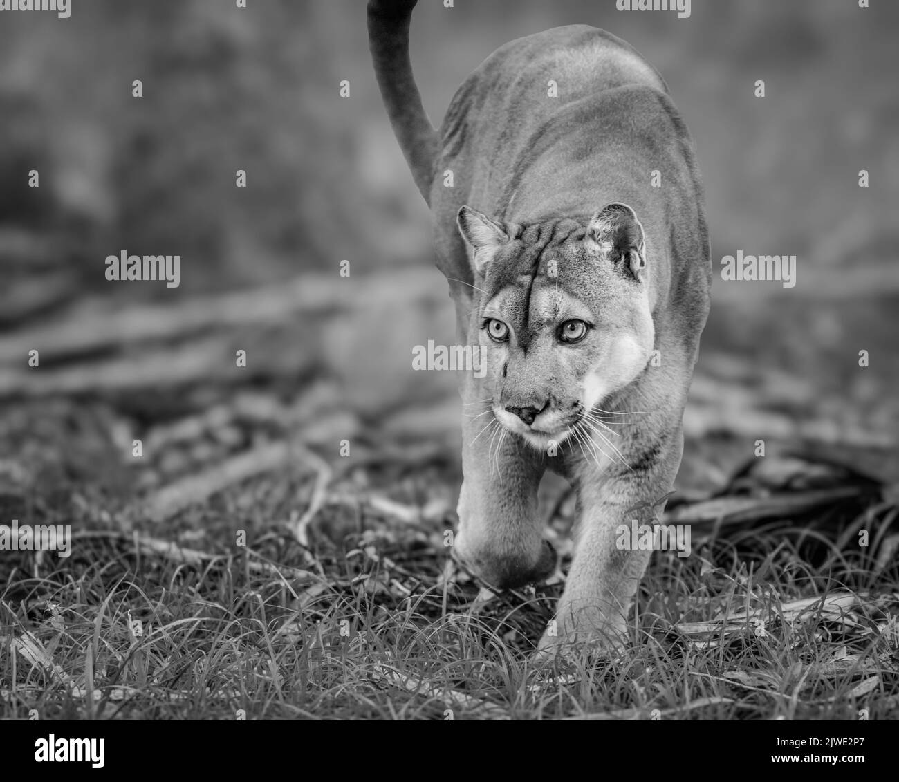 Florida Panther, puma, o cougar, cammina attraverso il pennello mentre segue le sue prede monocromatiche Foto Stock