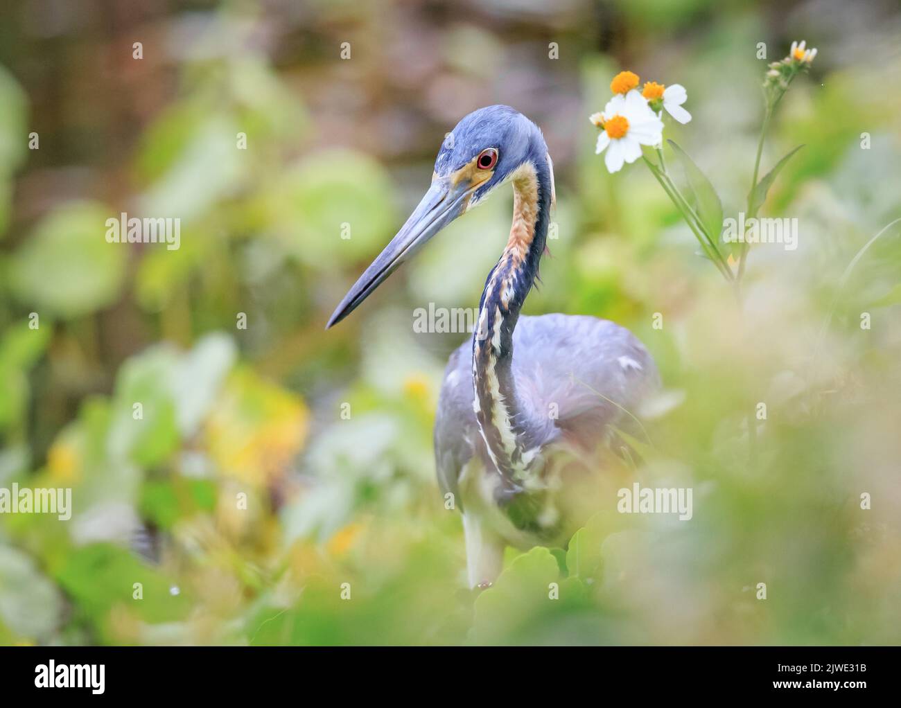 Un piccolo airone blu nei fiori primaverili della florida Foto Stock