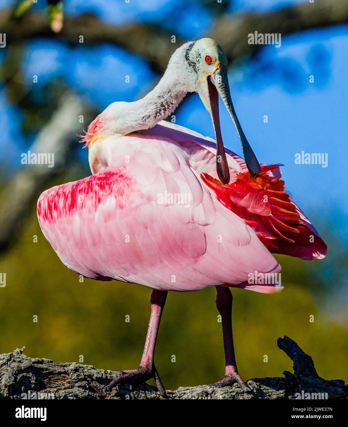Preparazione del cucchiaio Roseate in colori da riproduzione Foto Stock