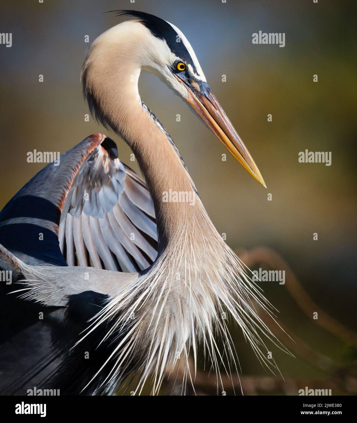 Profilo di grande airone blu con piume soffici Foto Stock