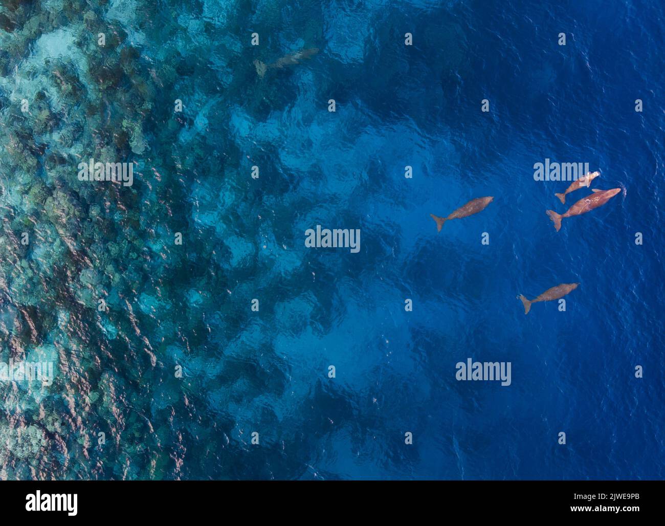 Veduta aerea di quattro dugonghi (dugon dugon) che nuotano nell'oceano, Isola di Sangihe, Mare del Nord Sulawesi, Indonesia Foto Stock