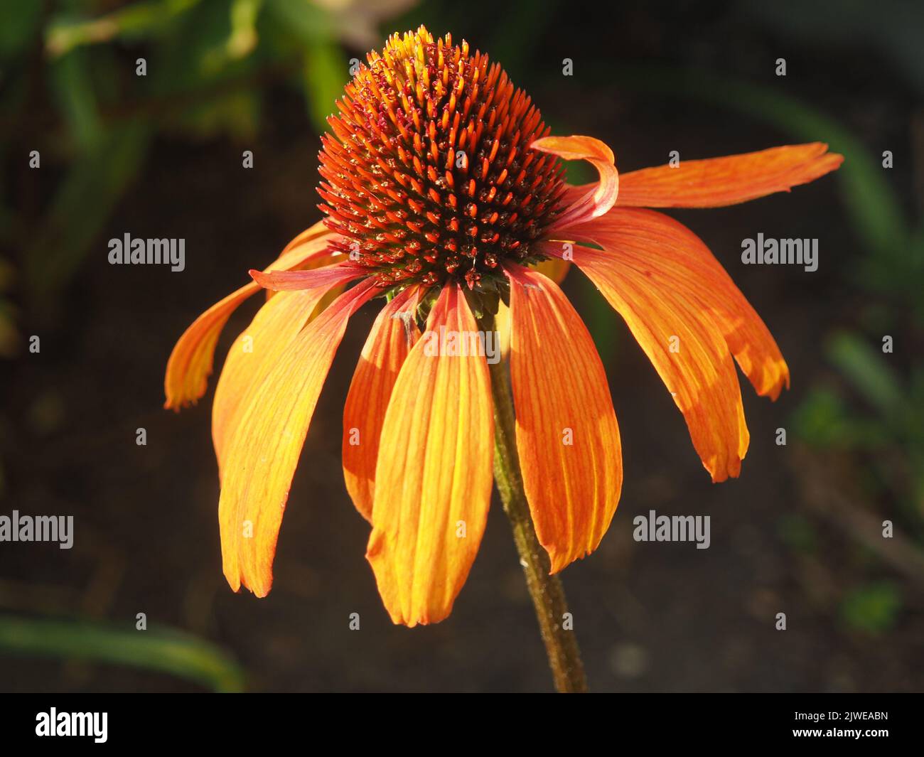 Echinacea arancione aka Coneflower, leggermente sbiadita Foto Stock
