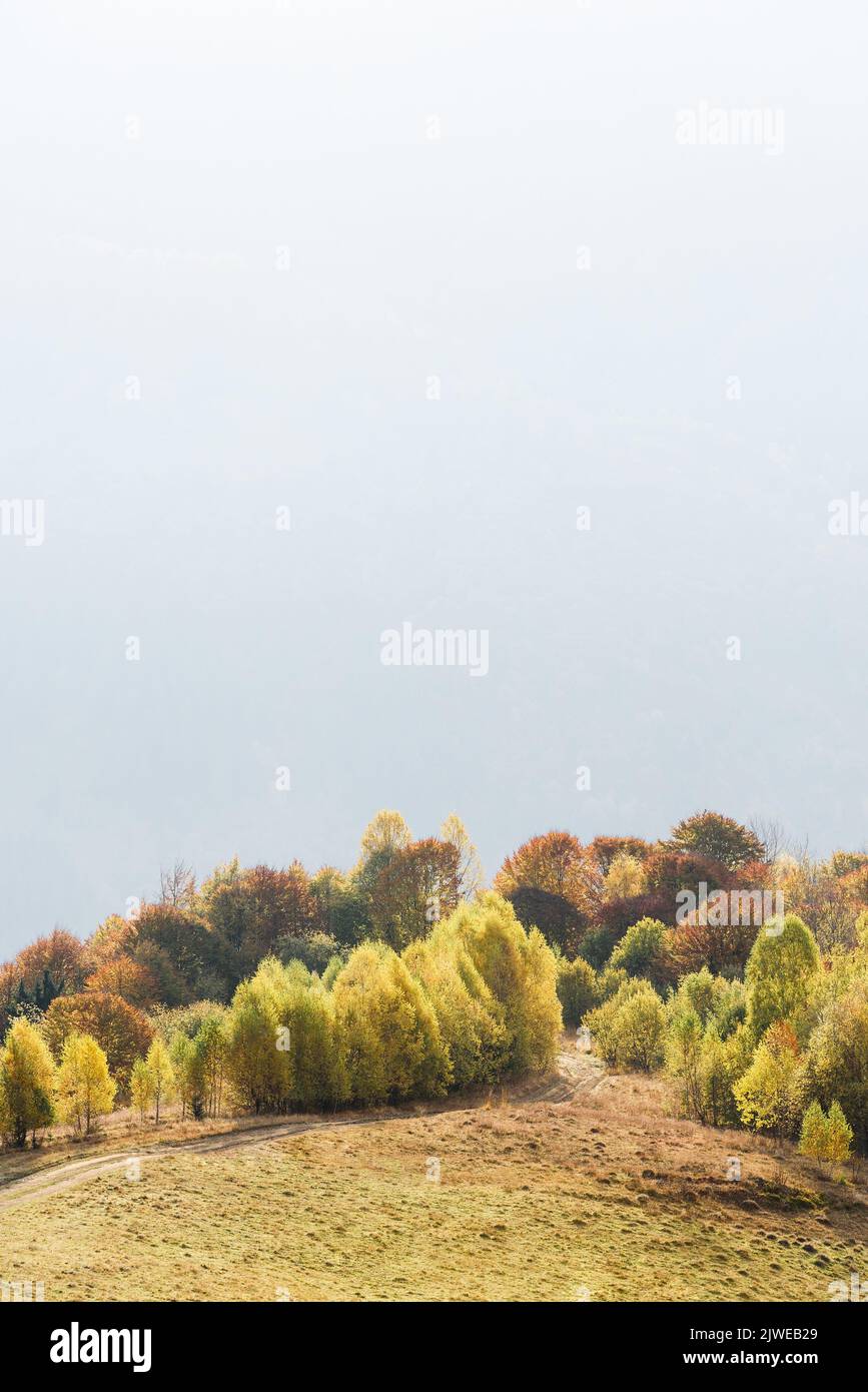Sfondo autunnale con foresta colorata e spazio copia per il testo Foto Stock