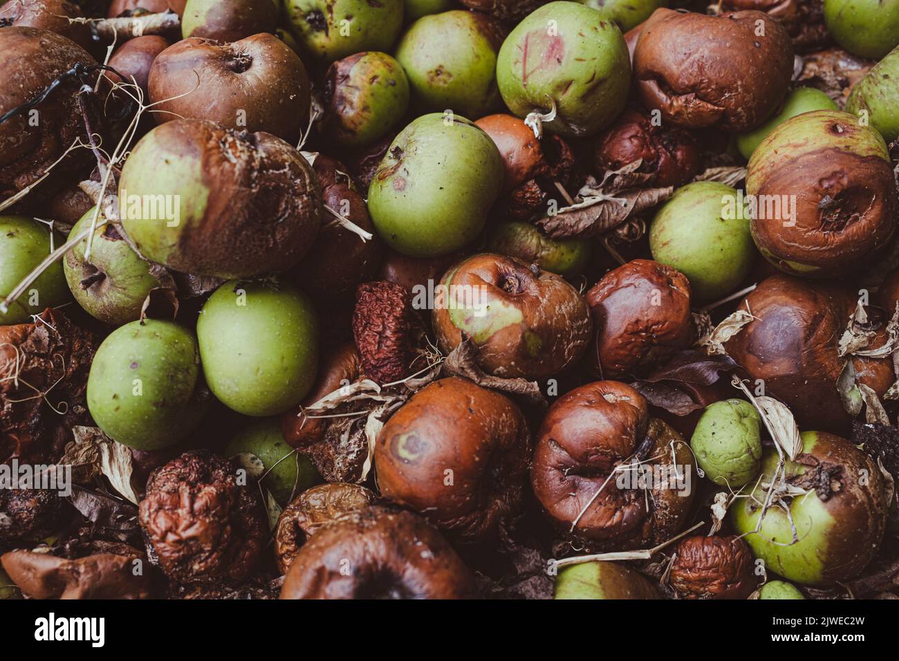 vento caduta mele in autunno decomporsi a terra Foto Stock