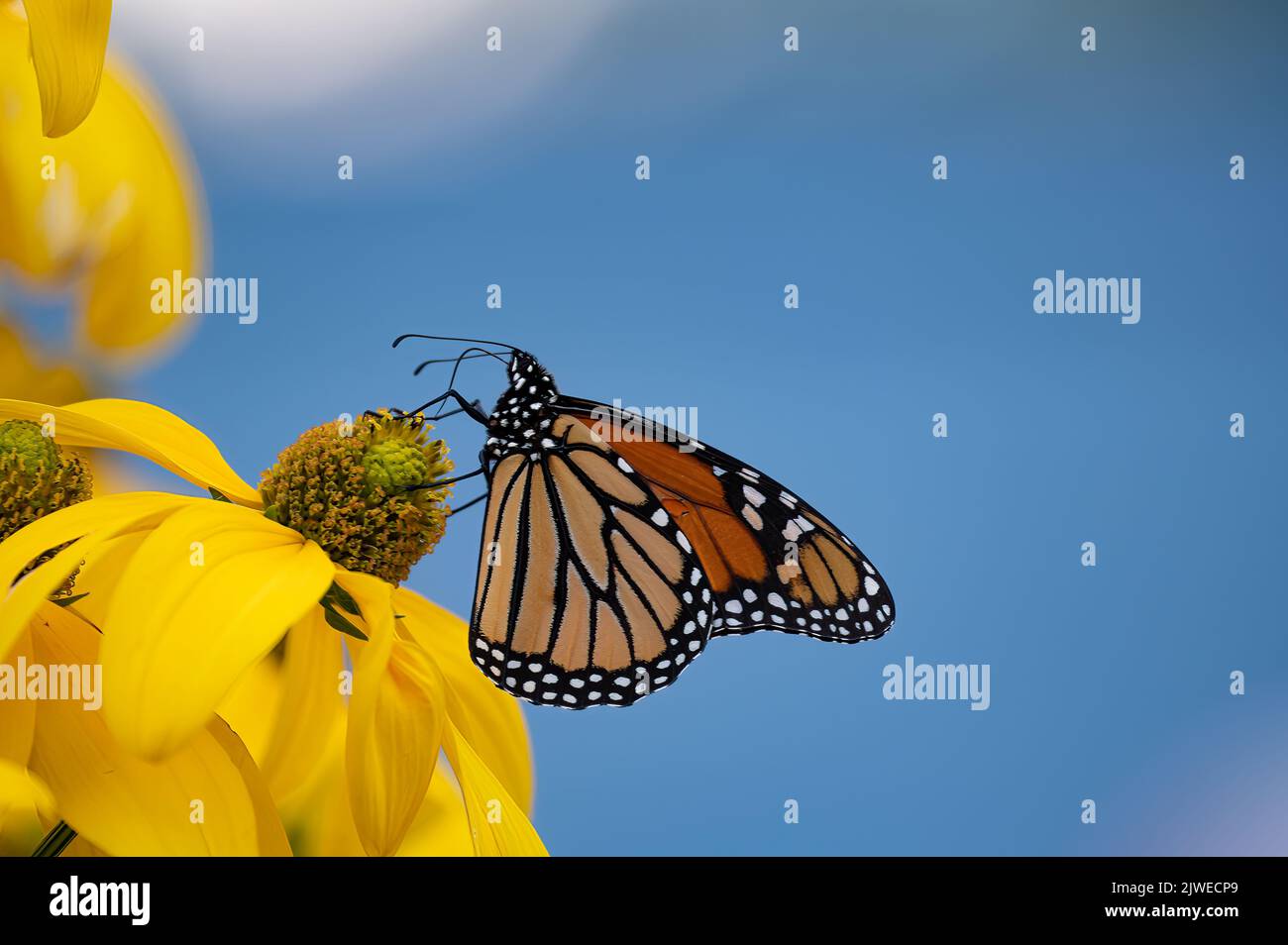 Una farfalla monarca, Danaus plexippus, impollinante fiori di Rudbeckia in un giardino a Speculator, NY USA con un cielo blu chiaro sfondo. Foto Stock