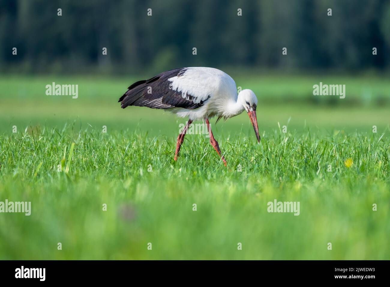 Cicogna bianca (Ciconia ciconia) foraging per cibo in un campo, Austria Foto Stock