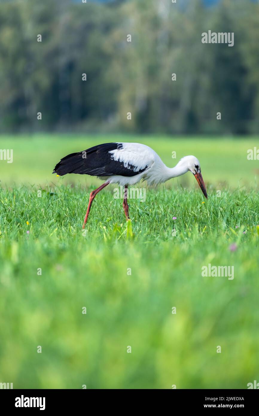 Cicogna bianca (Ciconia ciconia) foraging per cibo in un campo, Austria Foto Stock