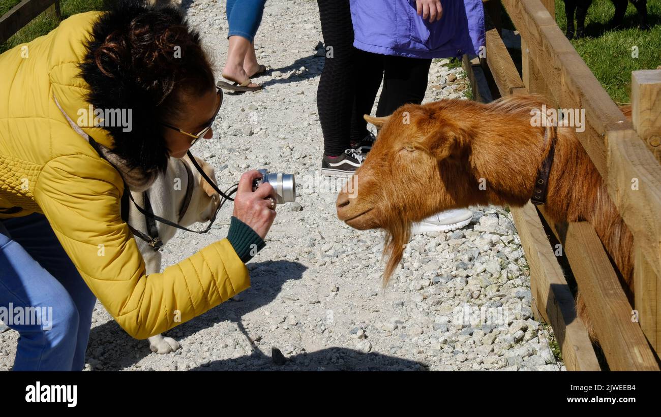Donna matura fotografia di una capra - John Gollop Foto Stock