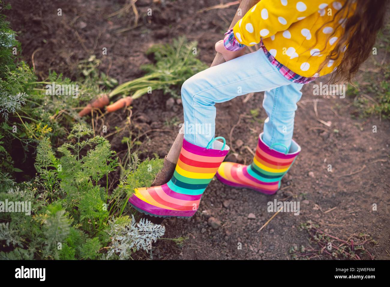 Bambina giardiniere in orto che tiene fresco biologico appena raccolte carote e pala. Coltivatore e vegetali biologici locali. Foto Stock