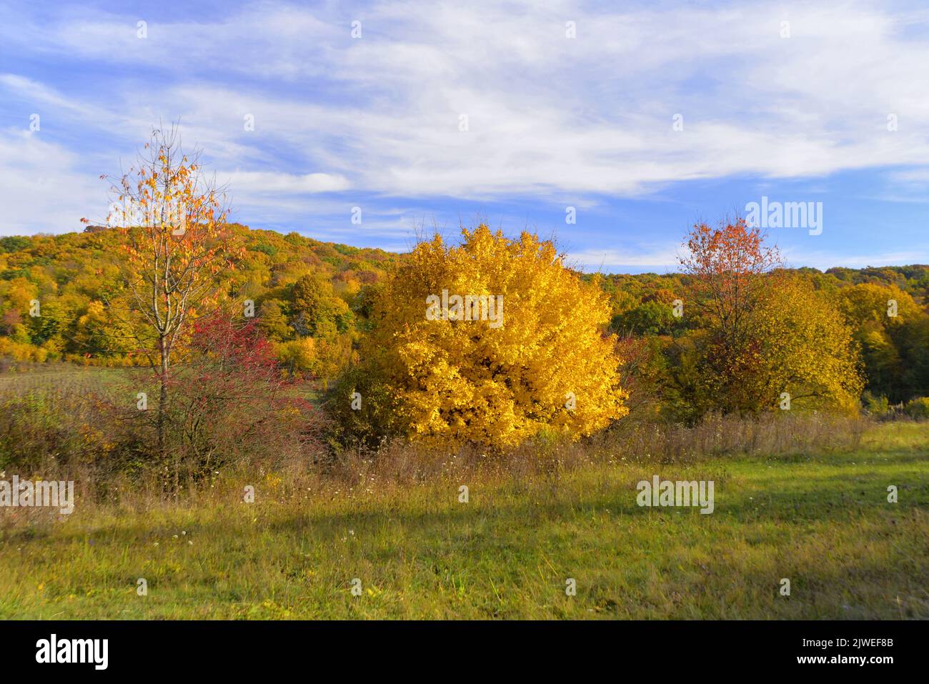 Paesaggio autunnale con ocra, oro e cielo blu Foto Stock