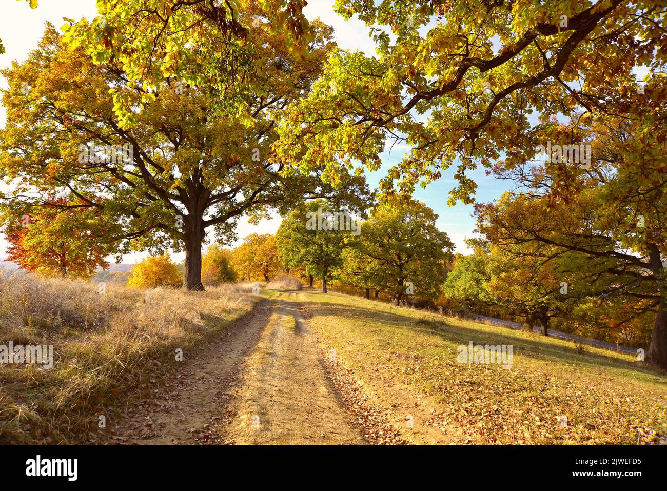 Pista forestale tra querce d'autunno ocra Foto Stock