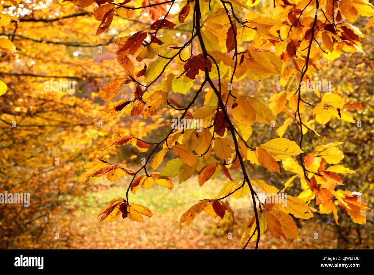 Ocra autunnale e foglie dorate nella foresta Foto Stock