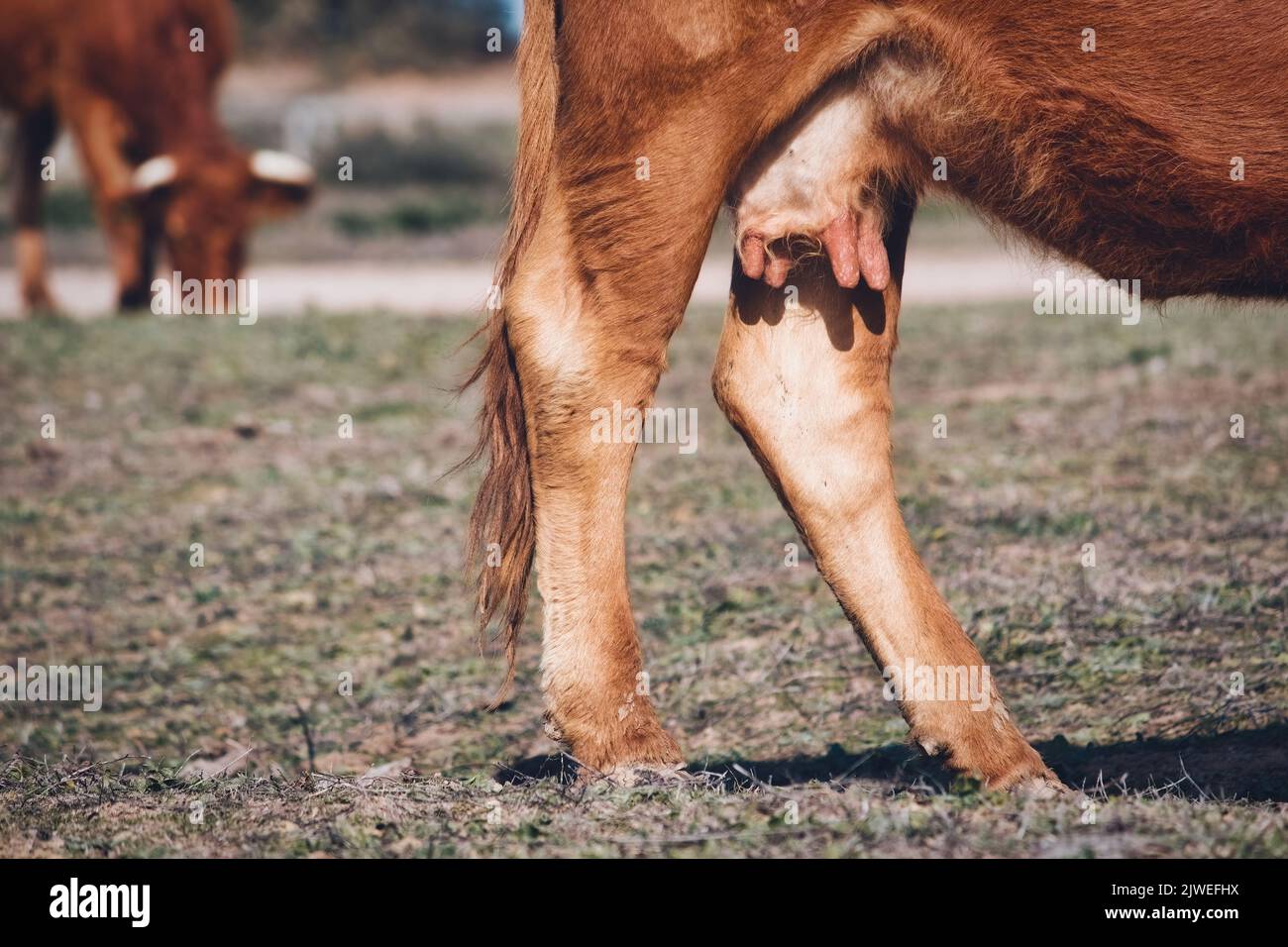 Fuoco selettivo primo piano di mammelle di una mucca bruna in un campo agricolo su una fattoria Foto Stock