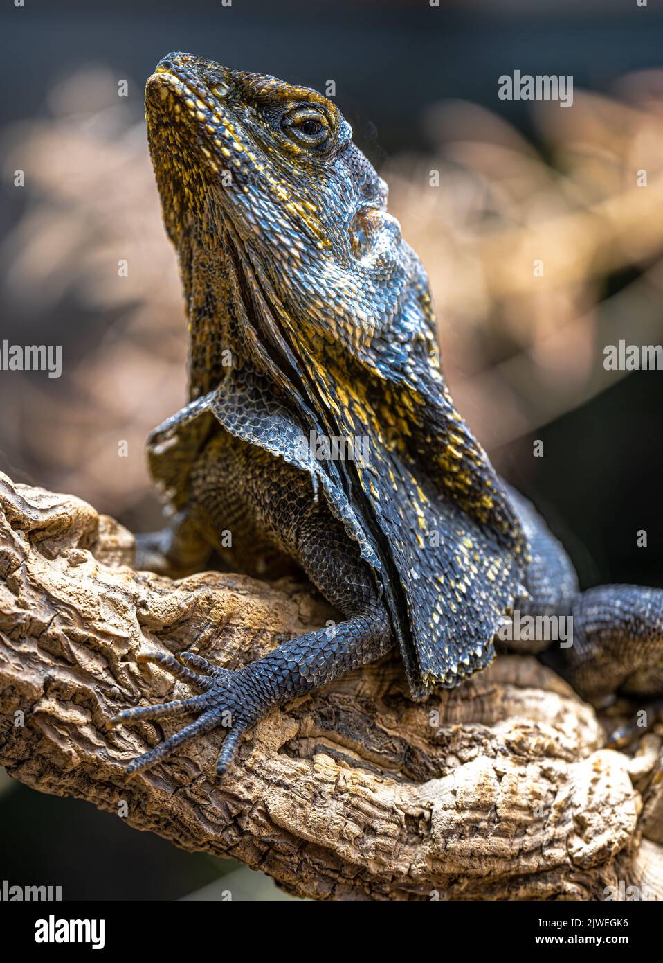 Ritratto di un Lizard dal collo fritto (Chlamydosaurus kingii) Foto Stock