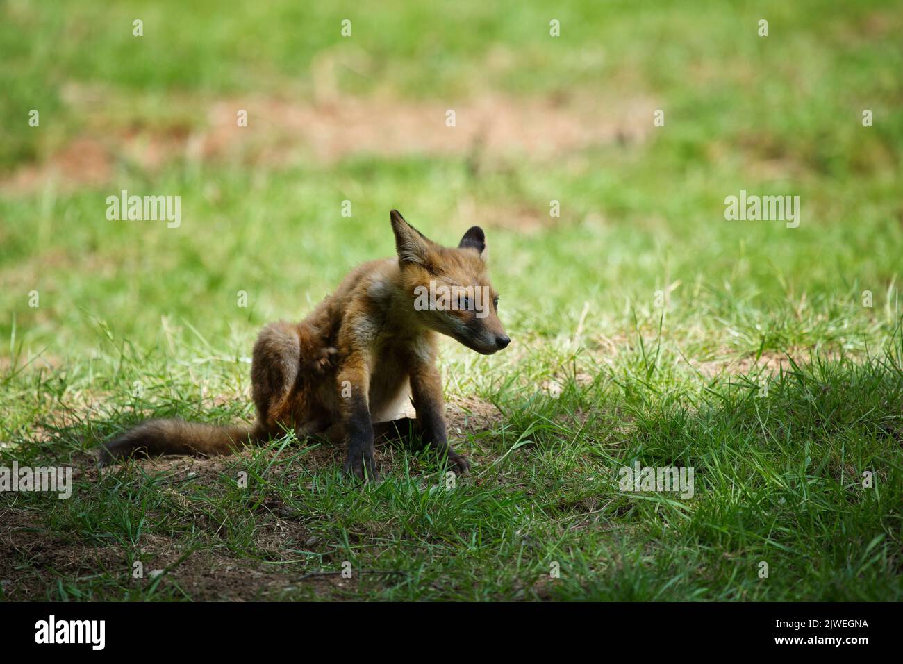 Un cucciolo di volpe con mange sarcopica Foto Stock