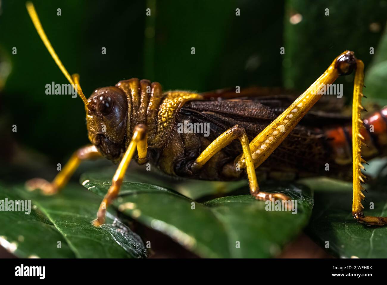 Primo piano di un Grasshopper gigante (Tropidacris collaris) Foto Stock