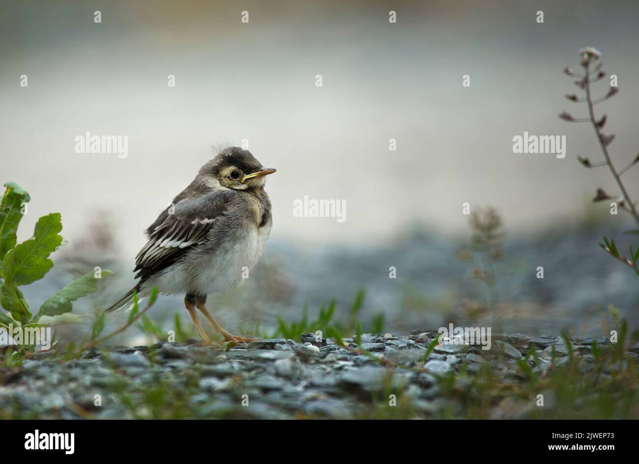 Un Pied Wagtail, un giovane inglese Foto Stock