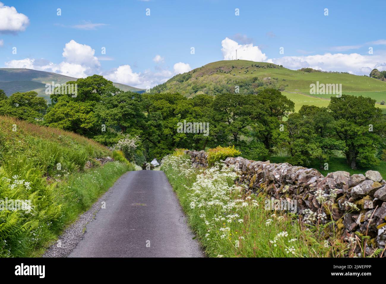 Campagna scozzese in estate. Dumfries e Galloway, Scozia Foto Stock