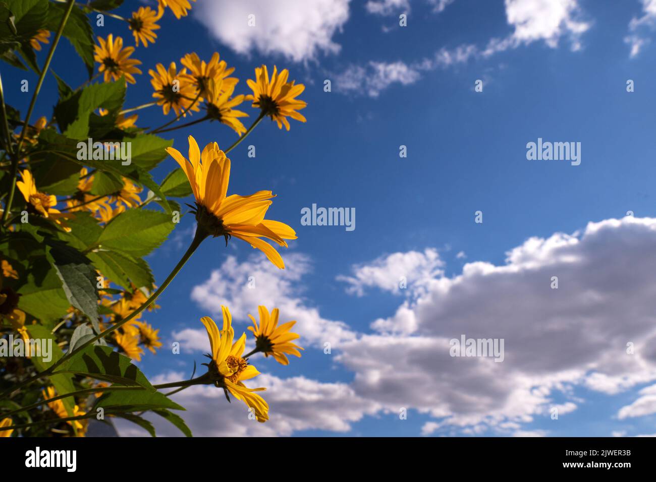 fiori gialli che si estendono verso il sole contro il cielo con spazio copia. Foto Stock