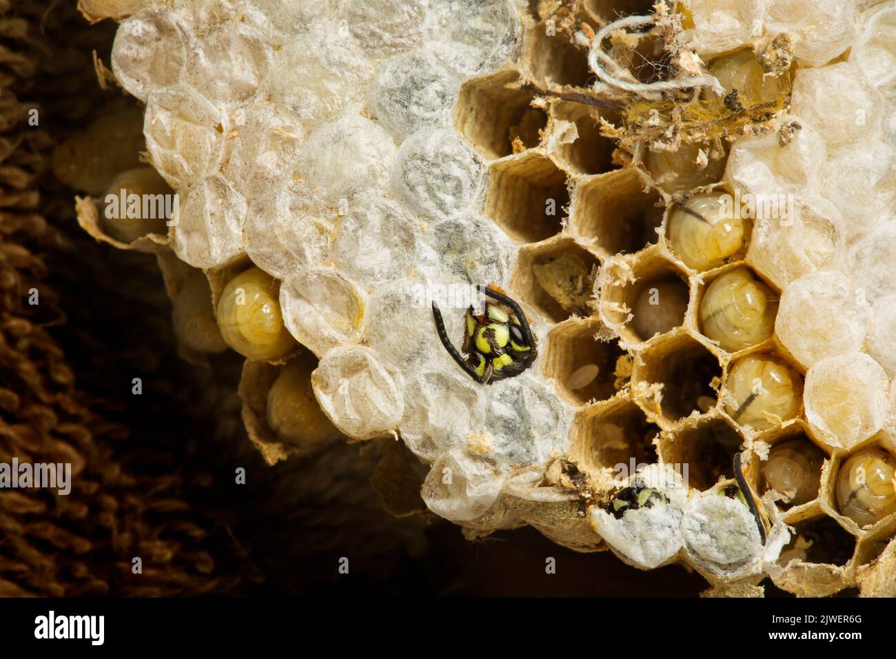 Vespe schiusa dalle loro cellule dall'interno del nido Foto Stock