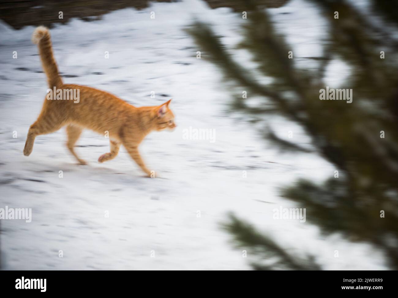 Un gatto rosso, che corre sulla neve, vicino al pino Foto Stock