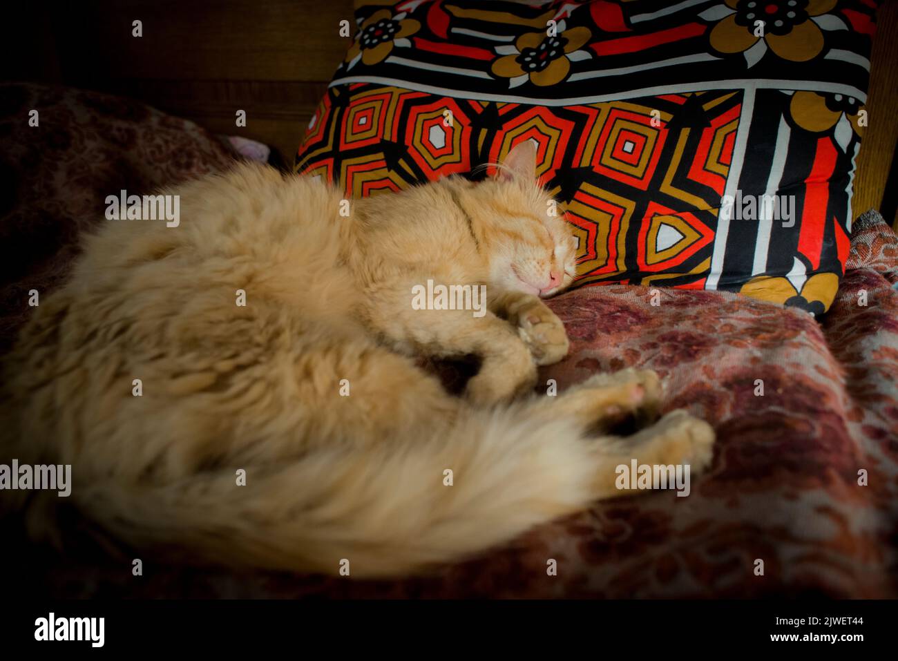 Un soffice gatto rosso che dorme sulla fecola, fatto dalla bustina di caffè keniota Foto Stock