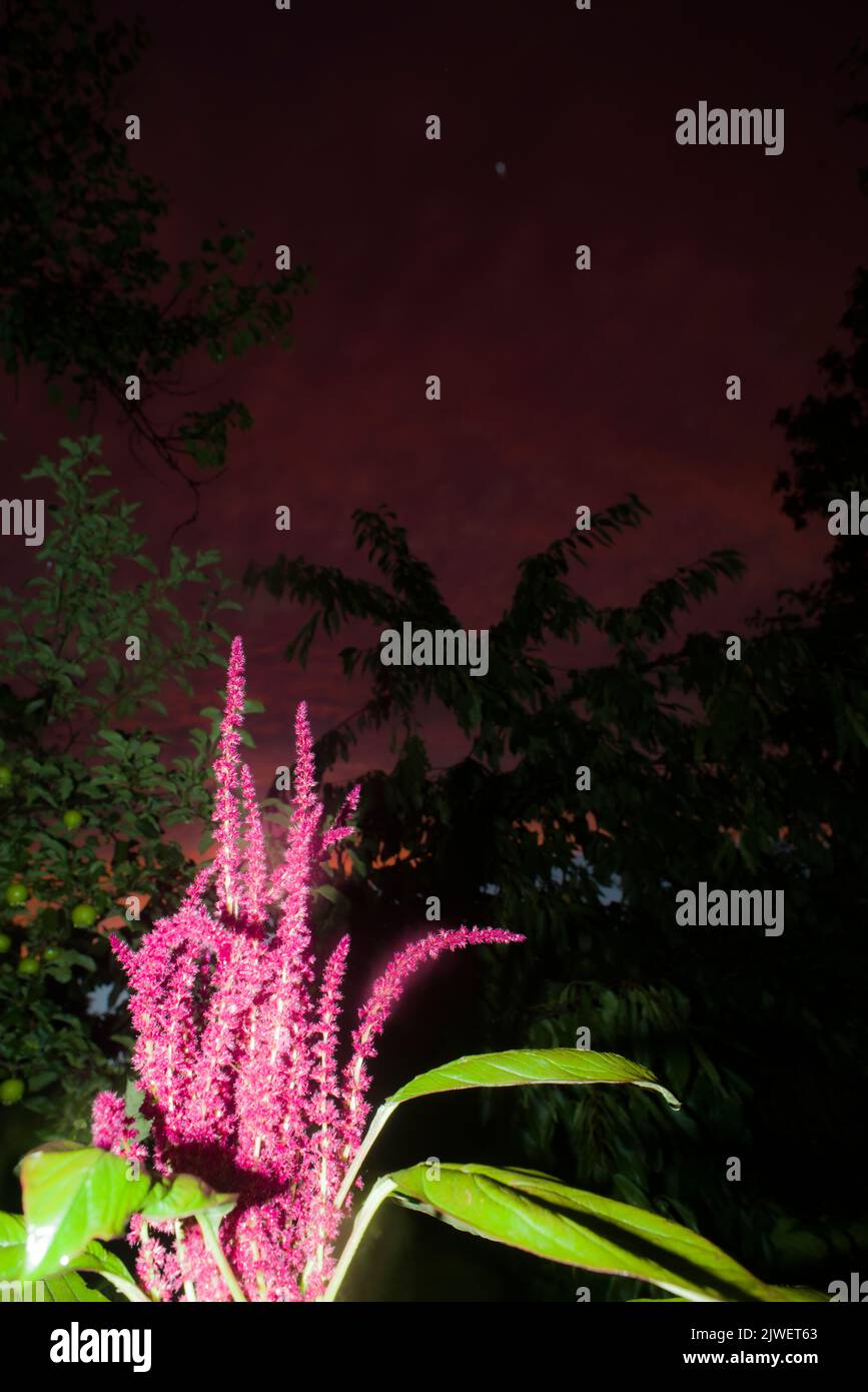 Fiori della pianta di Amaranthus, sullo sfondo del cielo notturno Foto Stock