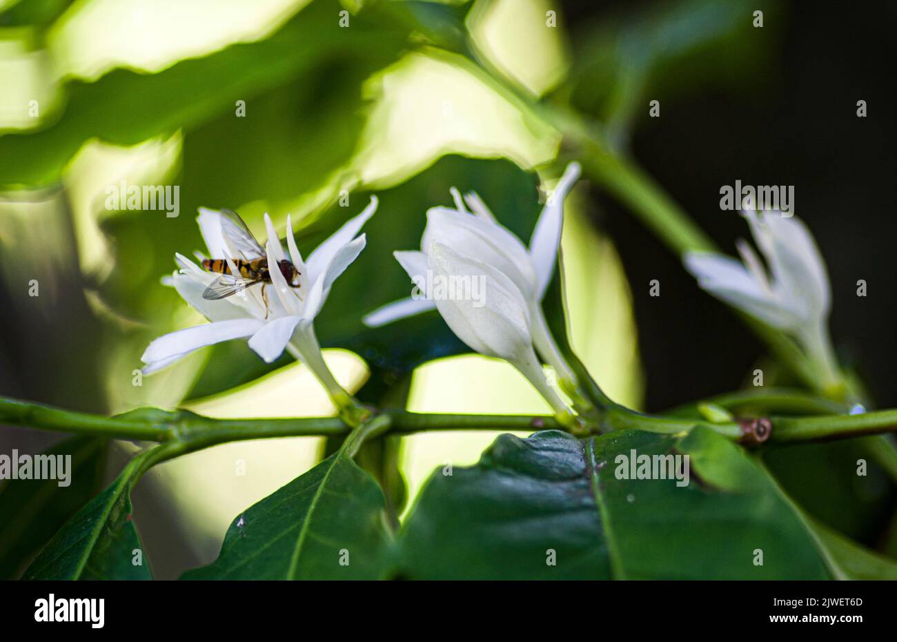 Un rametto di caffè fiorito, con un insetto, impollinante i fiori Foto Stock