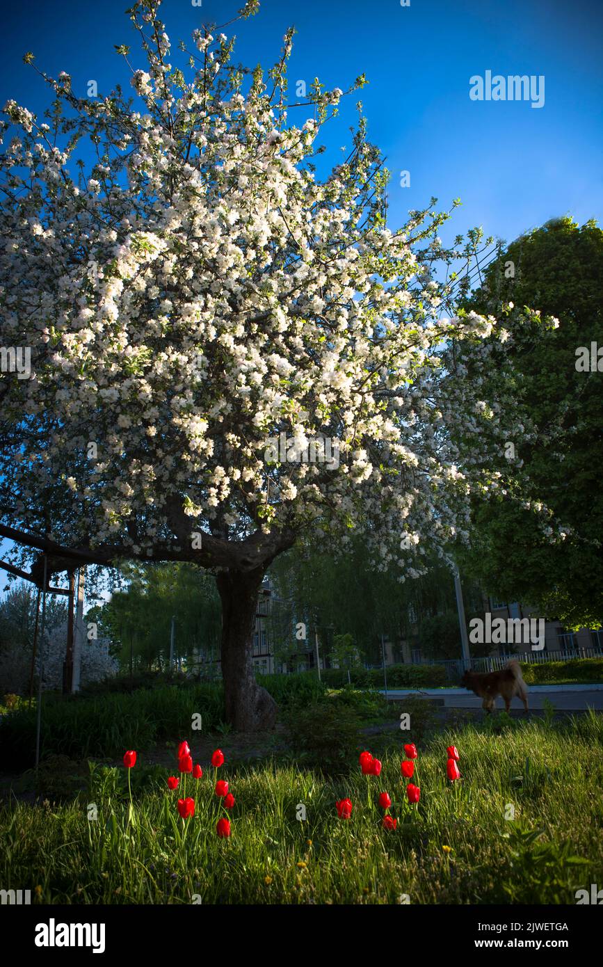 Un melo in fiore, in primavera, con tulipani in fiore e un cane vicino Foto Stock