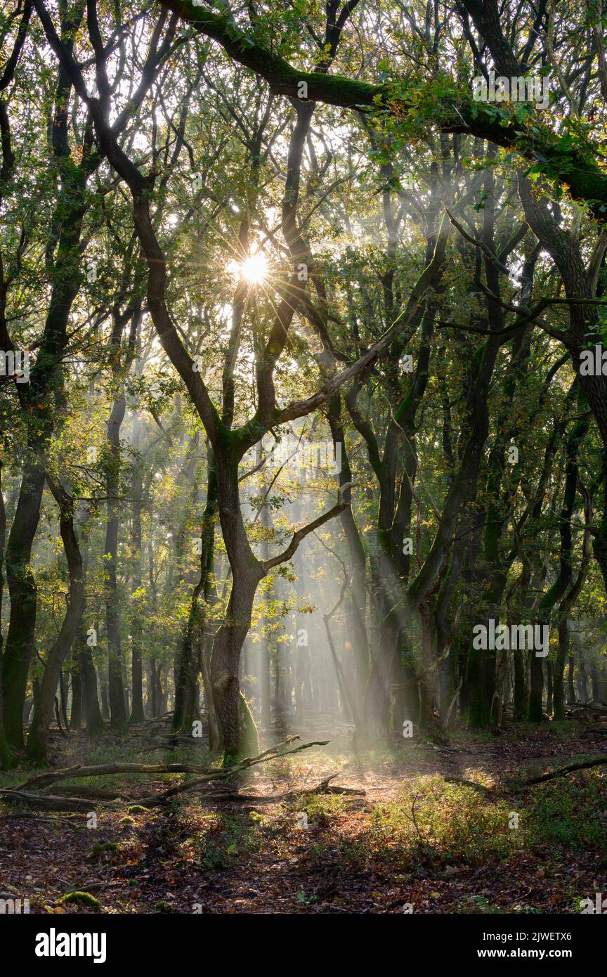 Sole e nebbia in una foresta fiabesca con vecchie querce Foto Stock