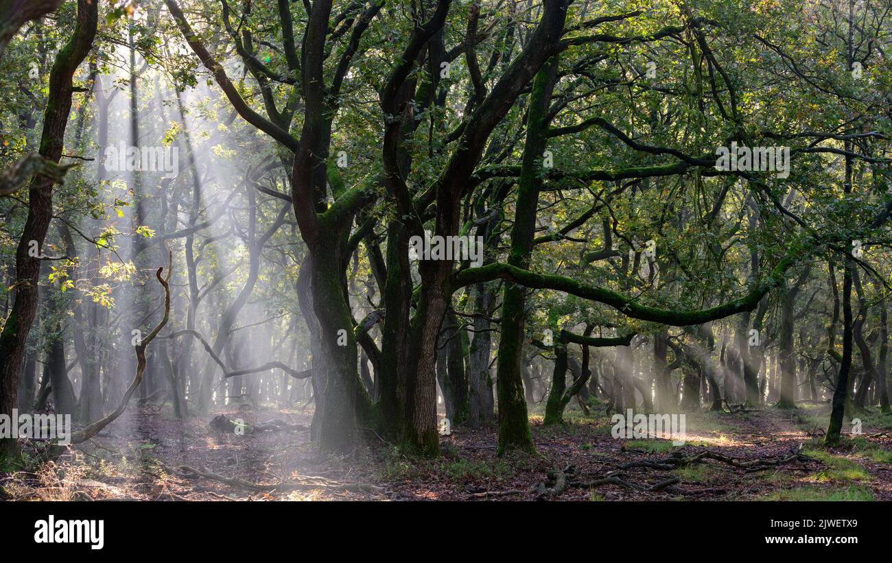 Sole e nebbia in una foresta fiabesca con vecchie querce Foto Stock