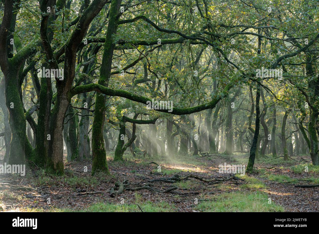 Sole e nebbia in una foresta fiabesca con vecchie querce Foto Stock