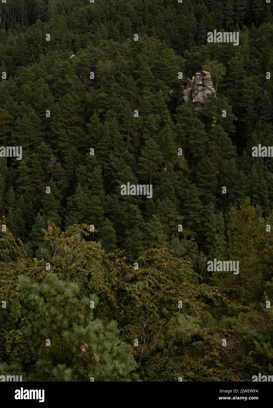 Splendida vista sulle incredibili e profonde foreste nella Boemia settentrionale. Un posto così bello e tranquillo con un'escursione fresca. Foto Stock