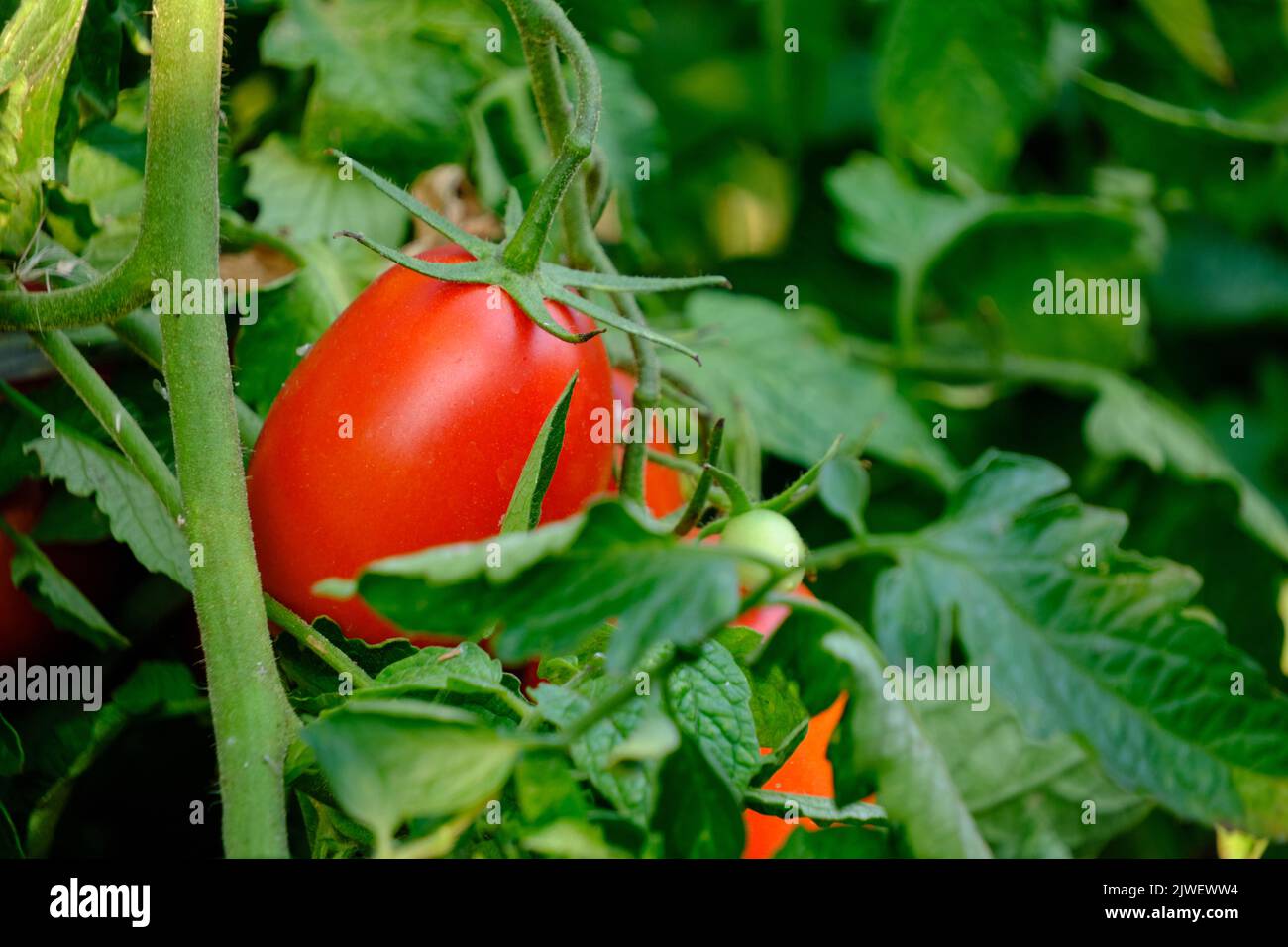 Pomodori maturi rossi luminosi in giardino su cespuglio Foto Stock