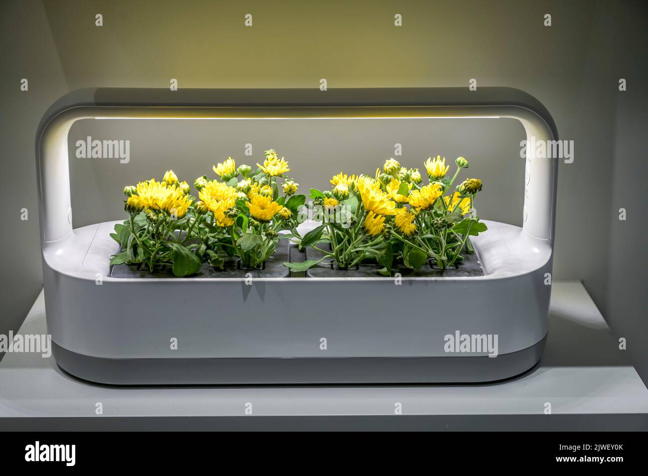LG Tiiun intelligentes Indoor-Gartensystem, Internationale Funkaustellung IFA 2022, Berlin, Deutschland Foto Stock