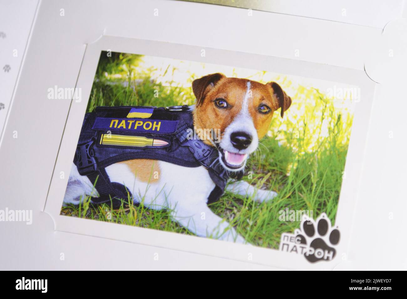 Lviv, Ucraina. 01st Set, 2022. Presentazione di un nuovo francobollo postale raffigurante un zaffiro-cane di nome Patron presso l'ufficio postale. La circolazione del nuovo francobollo è di un milione di copie. Ukrpost promette di raccogliere circa un milione e mezzo di dollari che saranno utilizzati per l'acquisto della macchina di sminamento Armtrac 400. Credit: SOPA Images Limited/Alamy Live News Foto Stock