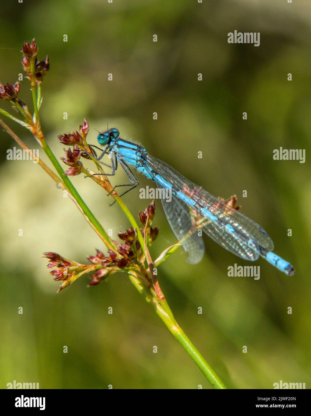 Una libellula blu poggia sullo stelo di una pianta. Foto Stock