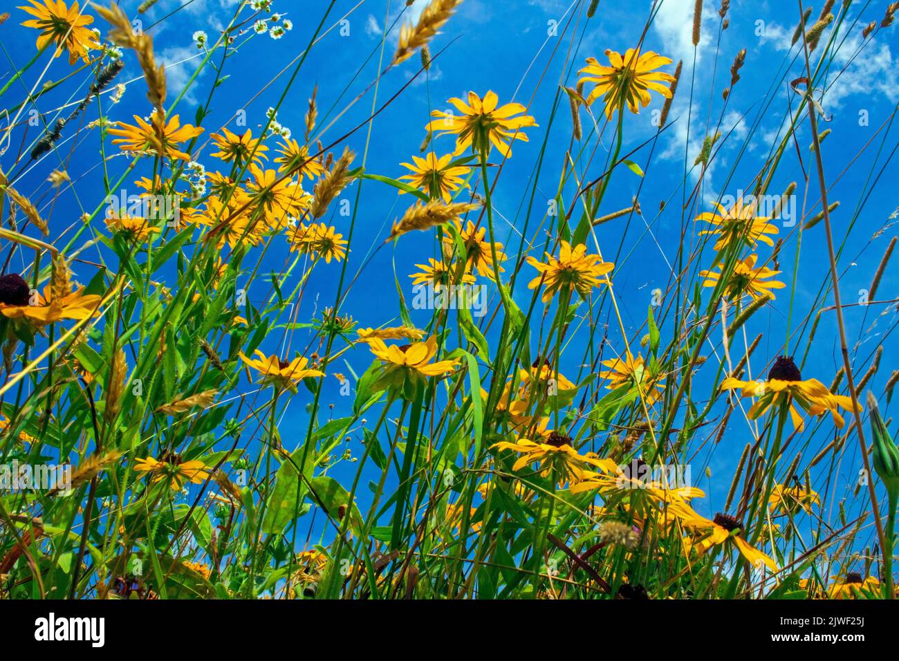 Il Susan dall'occhio nero è un anno selvaggio in Nord America che è stato coltivato in parecchie varietà come fiore del giardino Foto Stock