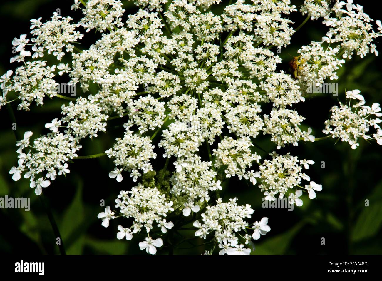 Primo piano del pizzo della regina Anna o del fiore della carota selvatica. Foto Stock
