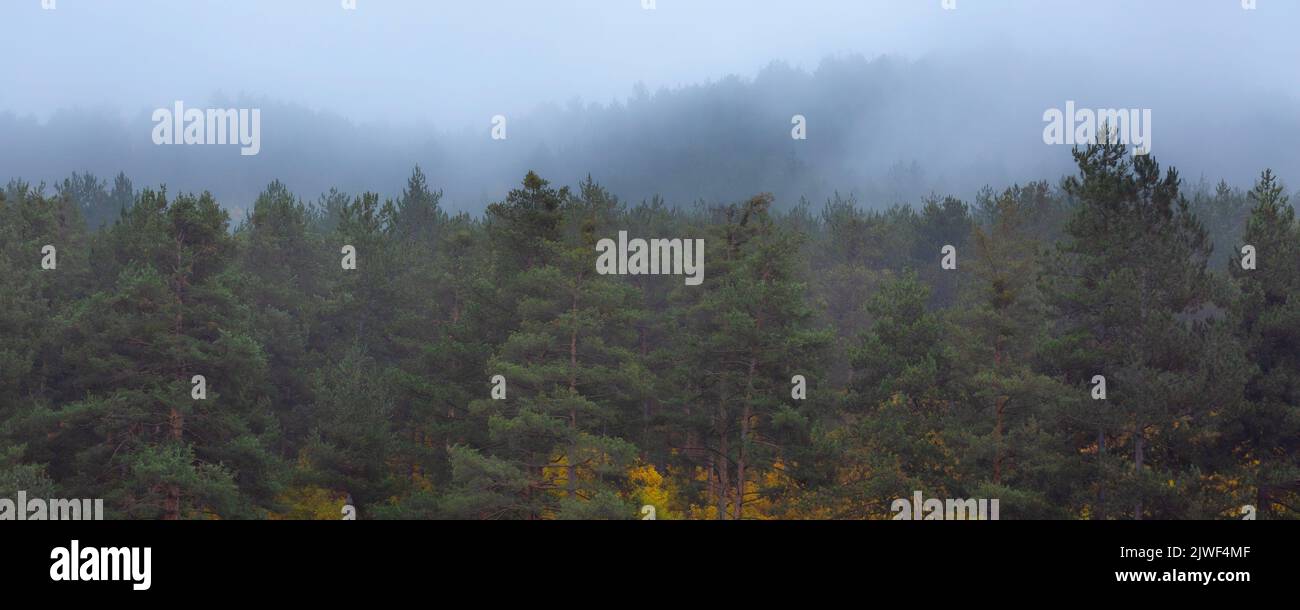 Autunno nebbia pineta sfondo banner foresta Foto Stock
