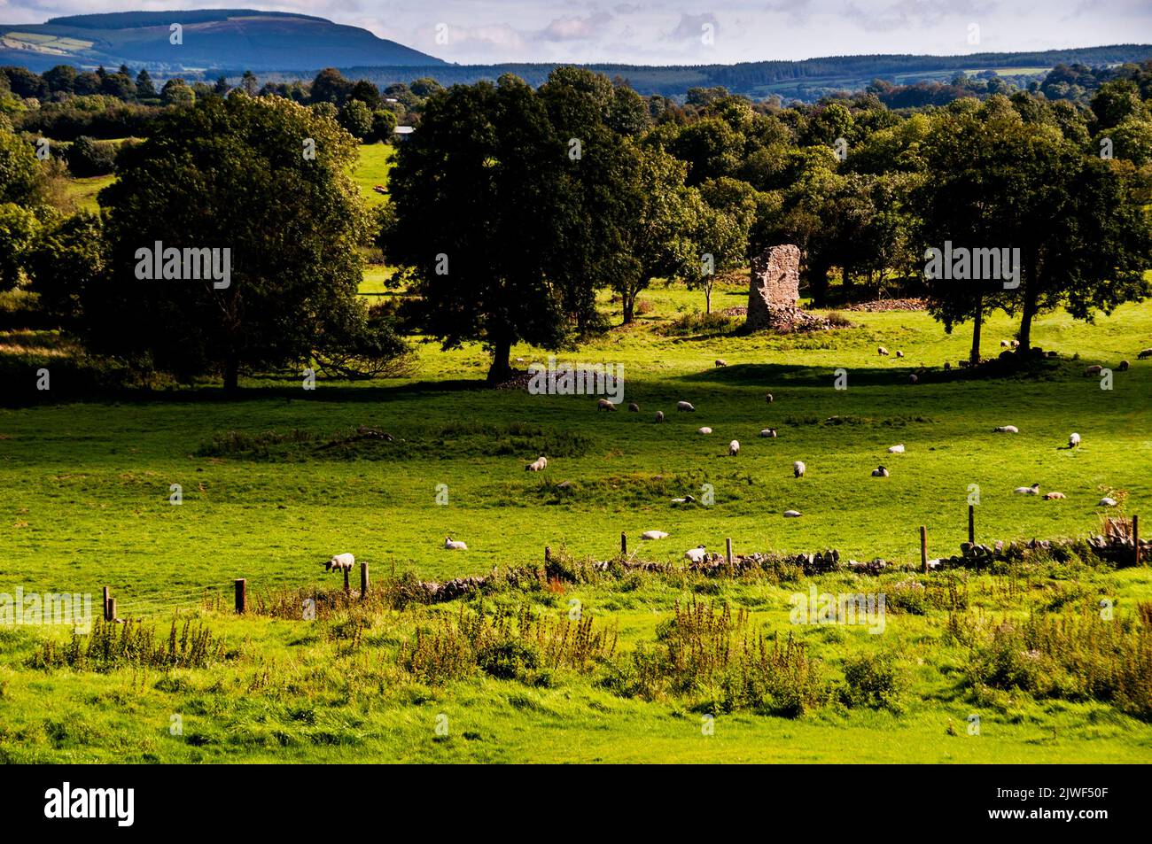 Le pecore pascolano vicino alle rovine del villaggio perduto di Newton Jerpoint in Irlanda. Foto Stock