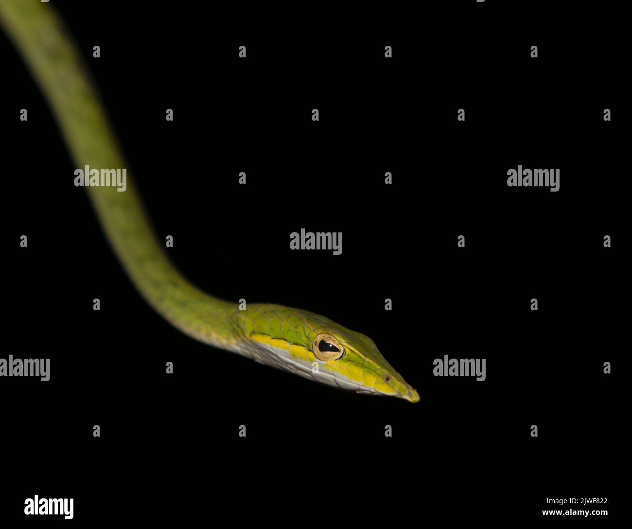 Serpente di vite verde con naso affilato; ahaetulla nasuta; serpente di vite verde in azione impressionante dallo Sri Lanka Foto Stock